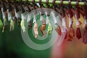 cocoons hang from leaves and plants