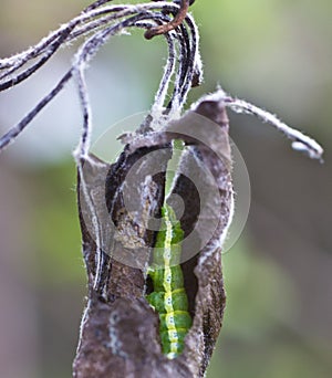 Cocoons parasite and pest pear weevils.