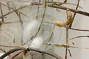 Cocoons and silkworm photo