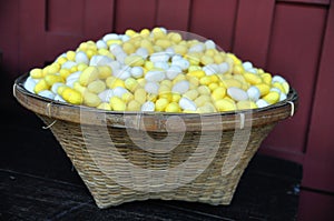 Cocoons of silkworm for making silk