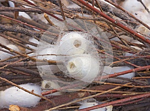 Cocoons of silkworm photo