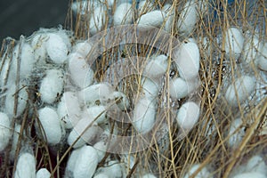 Cocoons of silkworm for silk making . Silkworm Mulberry bombyx mori in the process of producing silk during cocooning
