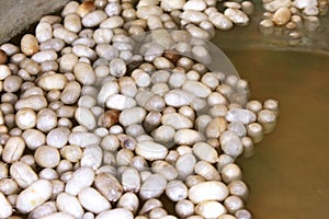 Cocoons of silkworm in a water bath