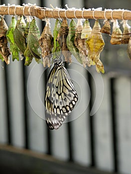 Cocoons of the tropical butterfly photo