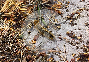 Cocoonworm caterpillar on the ground in the coniferous forest