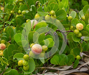 Cocoplum shrubs in Florida