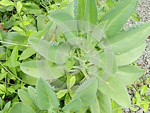 The Cocor Bebek plant with the Latin name Kalanchoe pinnata