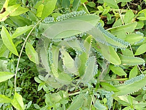 The Cocor Bebek plant with the Latin name Kalanchoe pinnata