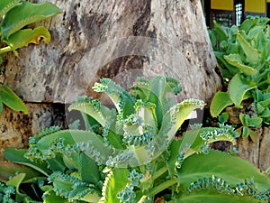 the cocor duck plant grows on the roots of a dead tree.