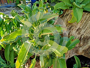 the cocor duck plant grows on the roots of a dead tree.