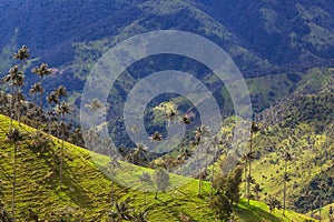 Cocora