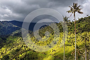 Cocora