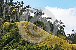 Cocora