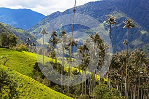 Cocora