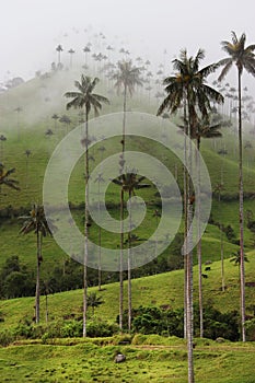 Cocora Valley