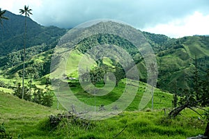 Cocora valley, Andes, Colombia photo