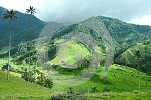 Cocora valley. Colombia photo