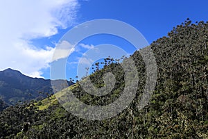 Cocora valley an enchanting landscape towered over by the famous giant wax palms. Salento, Colombia