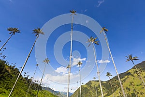 Cocora valley with giant wax palms near Salento, Colombia