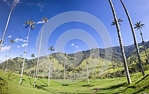 Cocora valley with giant wax palms near Salento, Colombia
