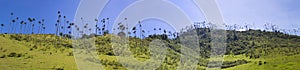 Cocora valley with giant wax palms near Salento, Colombia