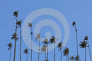 Cocora valley with giant wax palms near Salento, Colombia