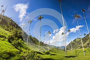 Cocora valley with giant wax palms near Salento, Colombia photo