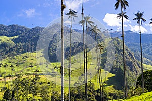 Cocora valley with giant wax palms near Salento, Colombia