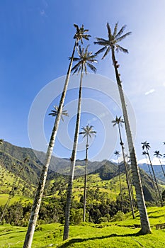 Cocora valley with giant wax palms near Salento, Colombia photo