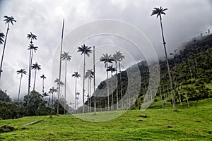 Cocora Valley Hill photo