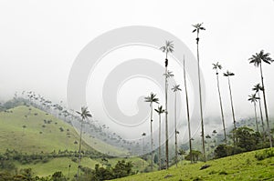 Cocora valley landscape with Ceroxylon quindiuense, wax palms