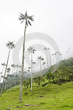 Cocora valley landscape with Ceroxylon quindiuense, wax palms