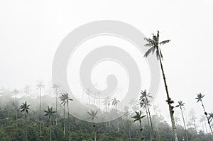 Cocora valley landscape with Ceroxylon quindiuense, wax palms