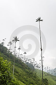 Cocora valley landscape with Ceroxylon quindiuense, wax palms