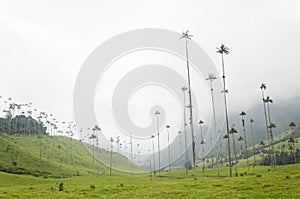 Cocora valley landscape with Ceroxylon quindiuense, wax palms