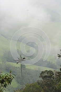 Cocora valley misty landscape with Ceroxylon quindiuense, wax palms