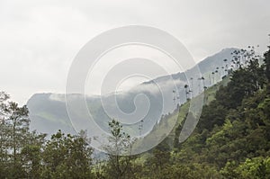 Cocora valley misty landscape with Ceroxylon quindiuense, wax palms