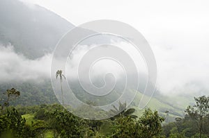 Cocora valley misty landscape with Ceroxylon quindiuense, wax palms