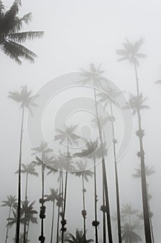 Cocora valley misty scene with Ceroxylon quindiuense, wax palms