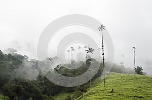 Cocora valley misty wonderful landscape with Ceroxylon quindiuense, wax palms