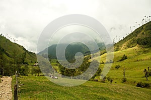 Cocora Valley, Natural Park of Colombia photo