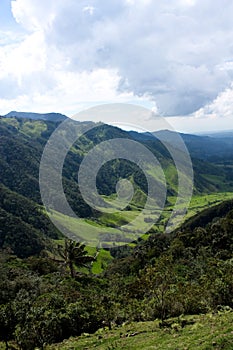 Cocora valley and palm forests photo