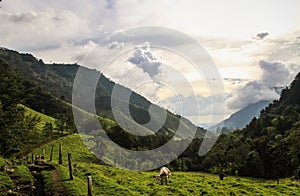 Cocora valley, Quindio, Colombia photo