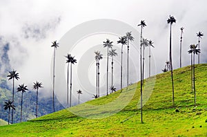 Cera palmera árboles el valle Ellos son un árbol de a mundos el mas grande palmera 