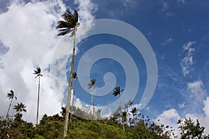 Cocora valley and wax palm