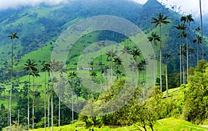 Cocora Valley Wax Palm Trees photo