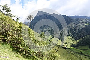 Cocora Valley, which is nestled between the mountains of the Cordillera Central in Colombia