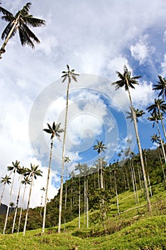 Cocora walley and wax palm photo