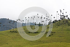 Cocora walley and wax palm photo