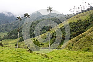 Cocora walley and wax palm photo